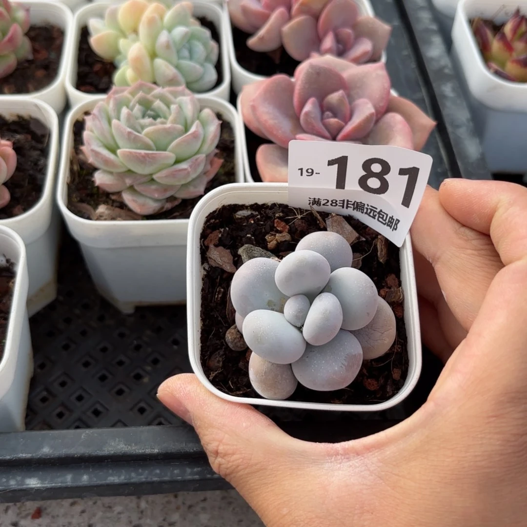 原始奶 一物一拍