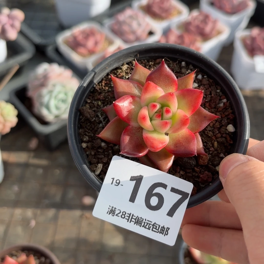 弗兰克 一物一拍