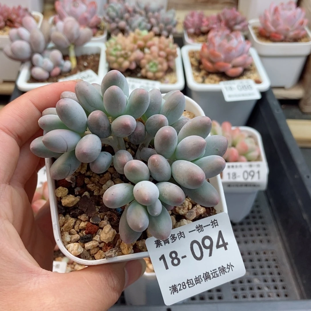 汤圆群 一物一拍