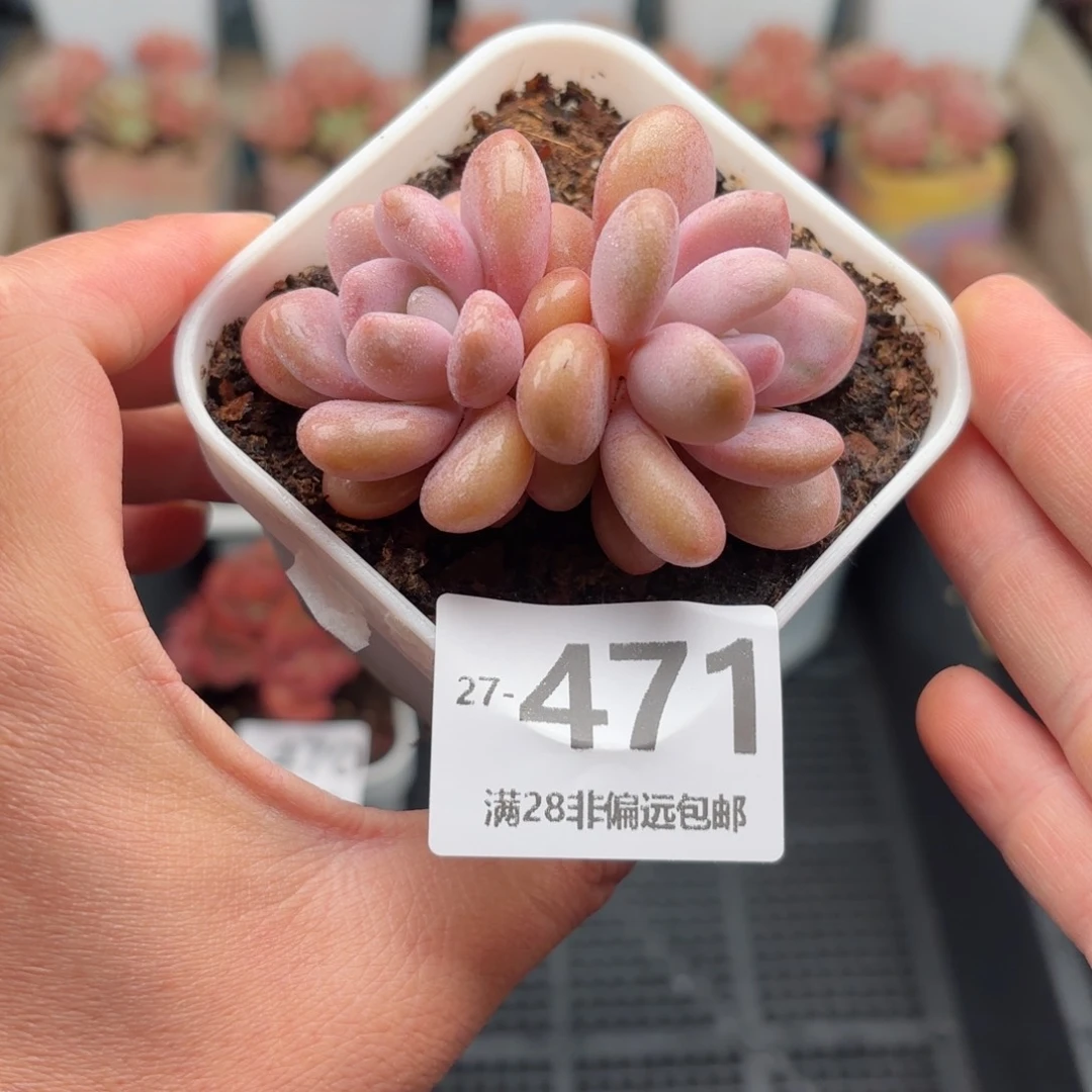 粉兔双头 一物一拍