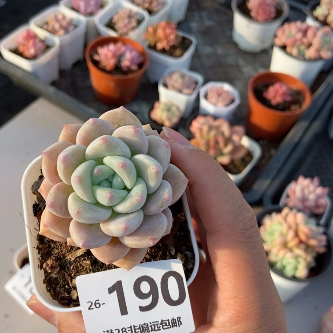 多肉孤品 一物一拍