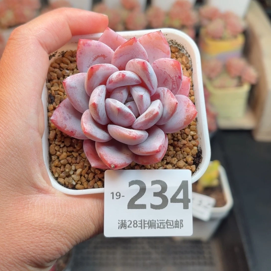 嫦娥 一物一拍..