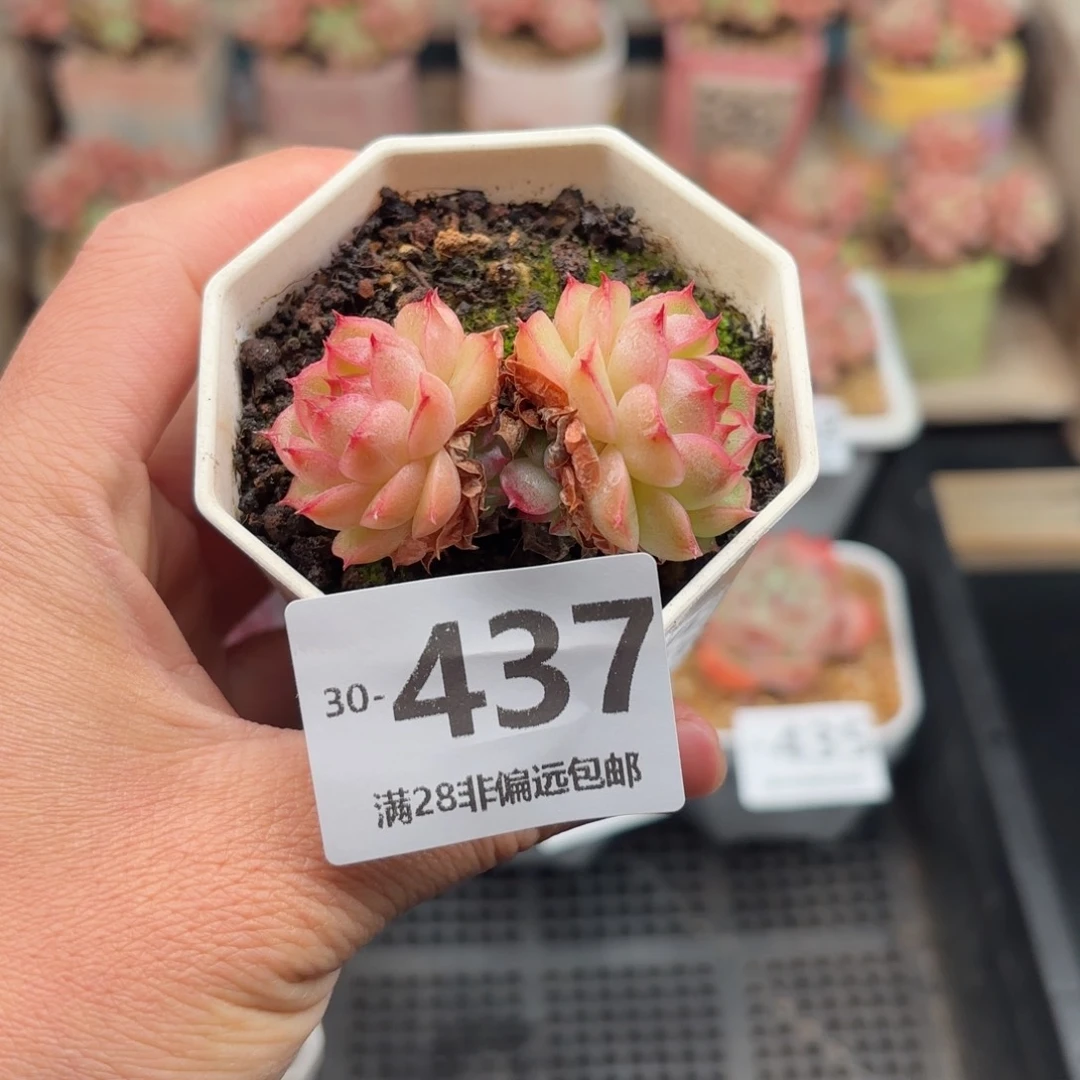 麦秆双头 一物一拍