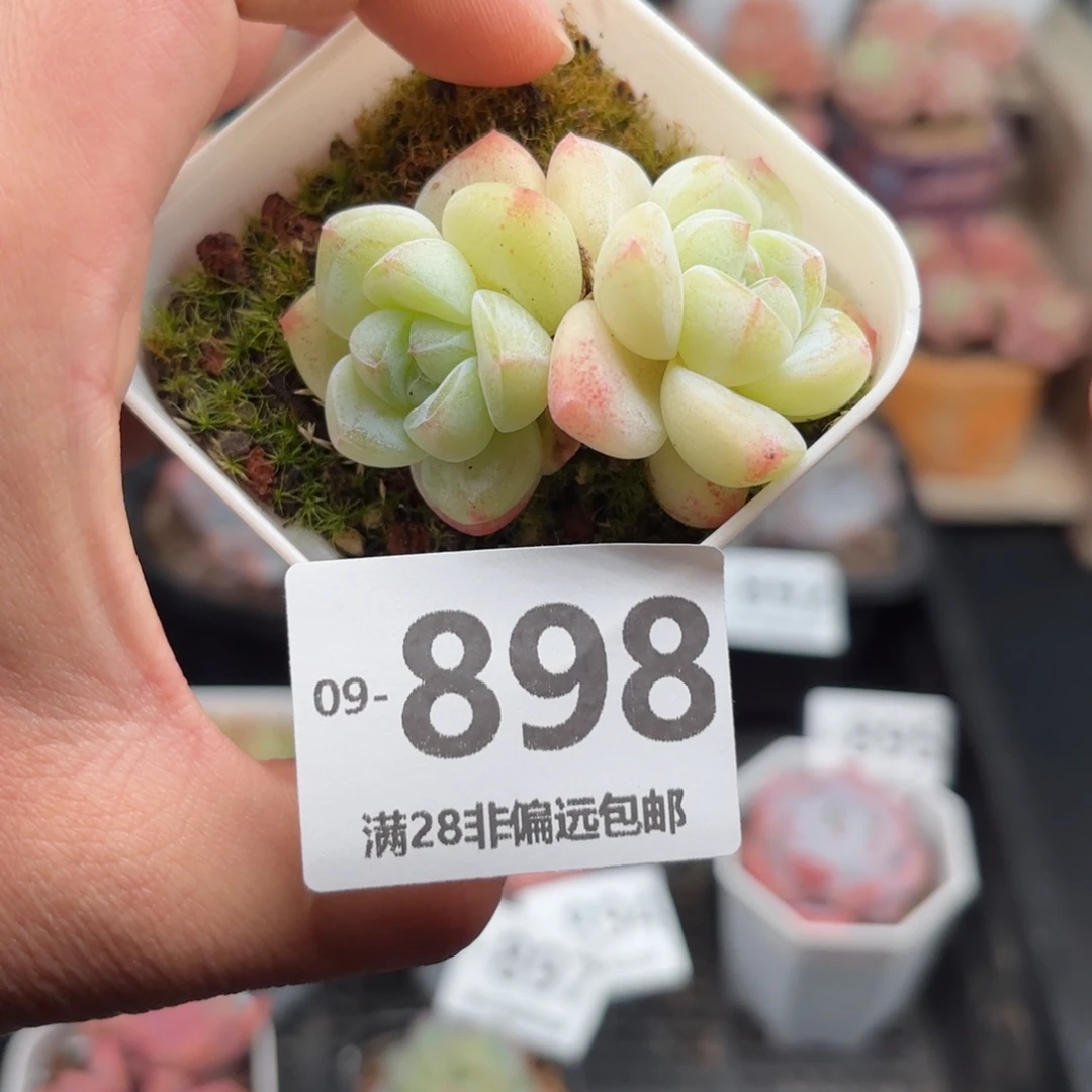 白冰玉不包整 一物一拍