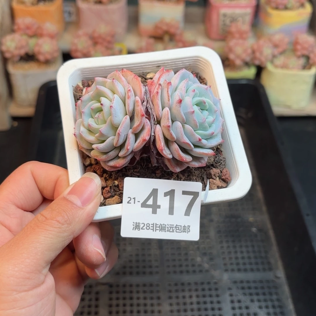 勃朗峰 我也要拍