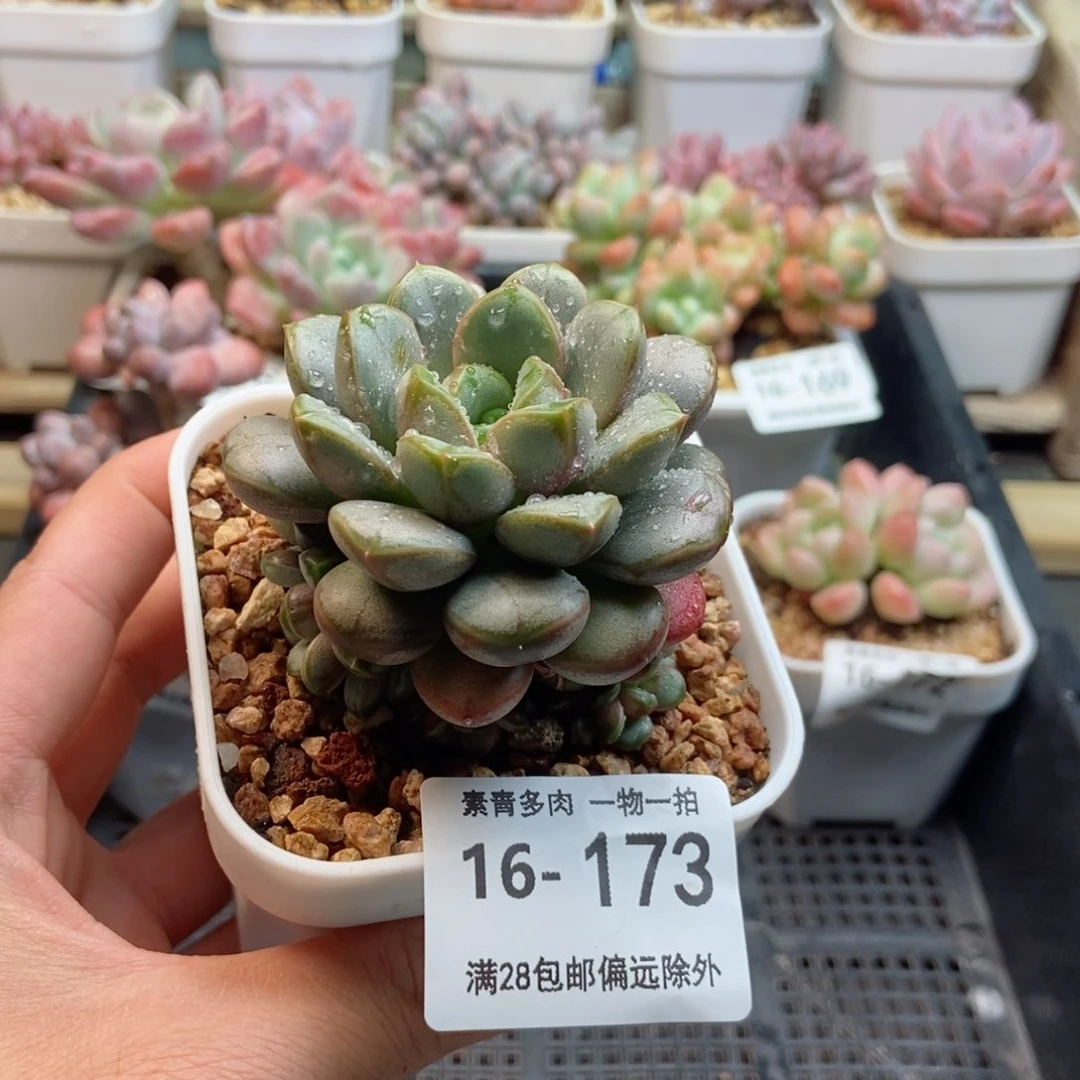 葡萄 一物一拍..
