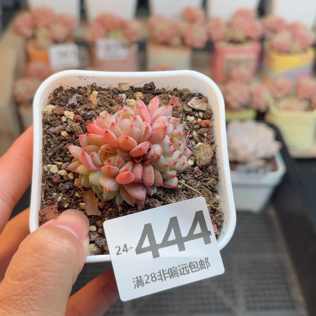 白胖子 一物一拍