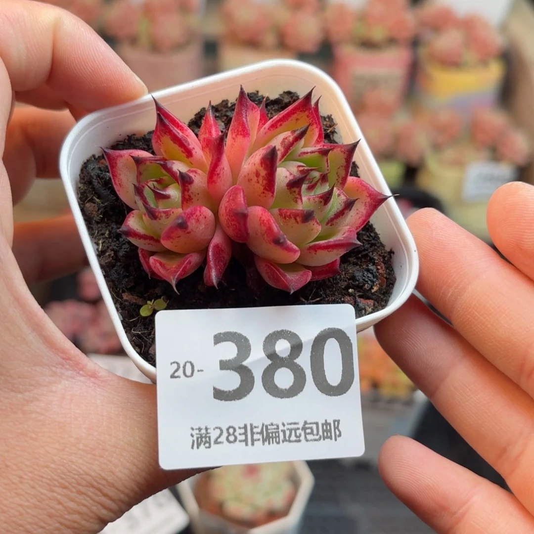 万圣夜 一物一拍