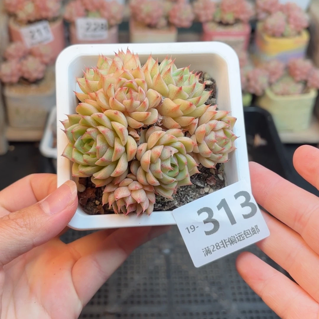 笨吧群 我也要拍