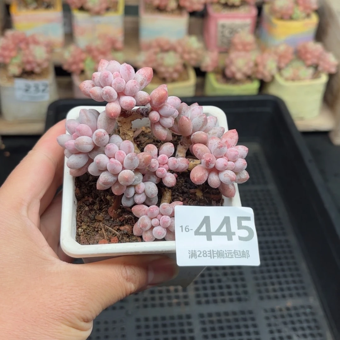 婴儿手指 一物一拍