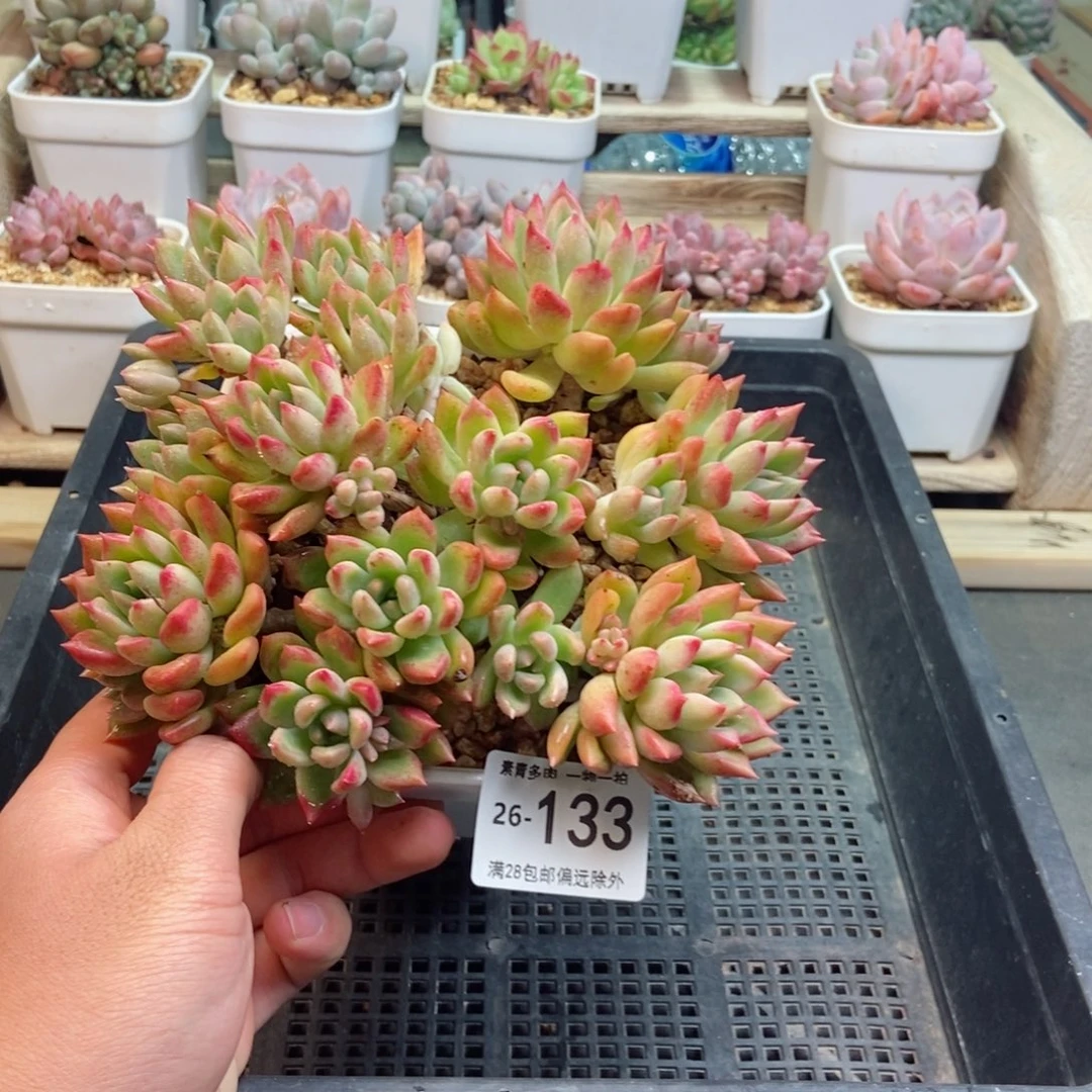 璀璨 一物一拍..