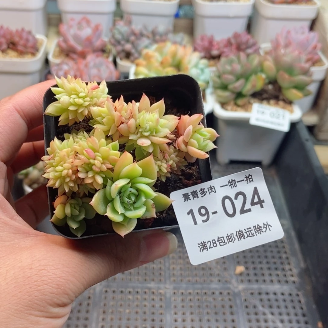 三色堇 一物一拍