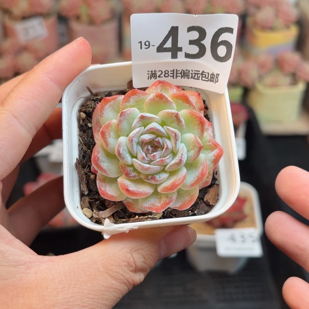 冰葡萄 一物一拍的