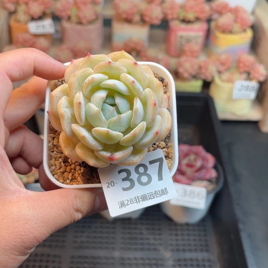 劳林 一物一拍..