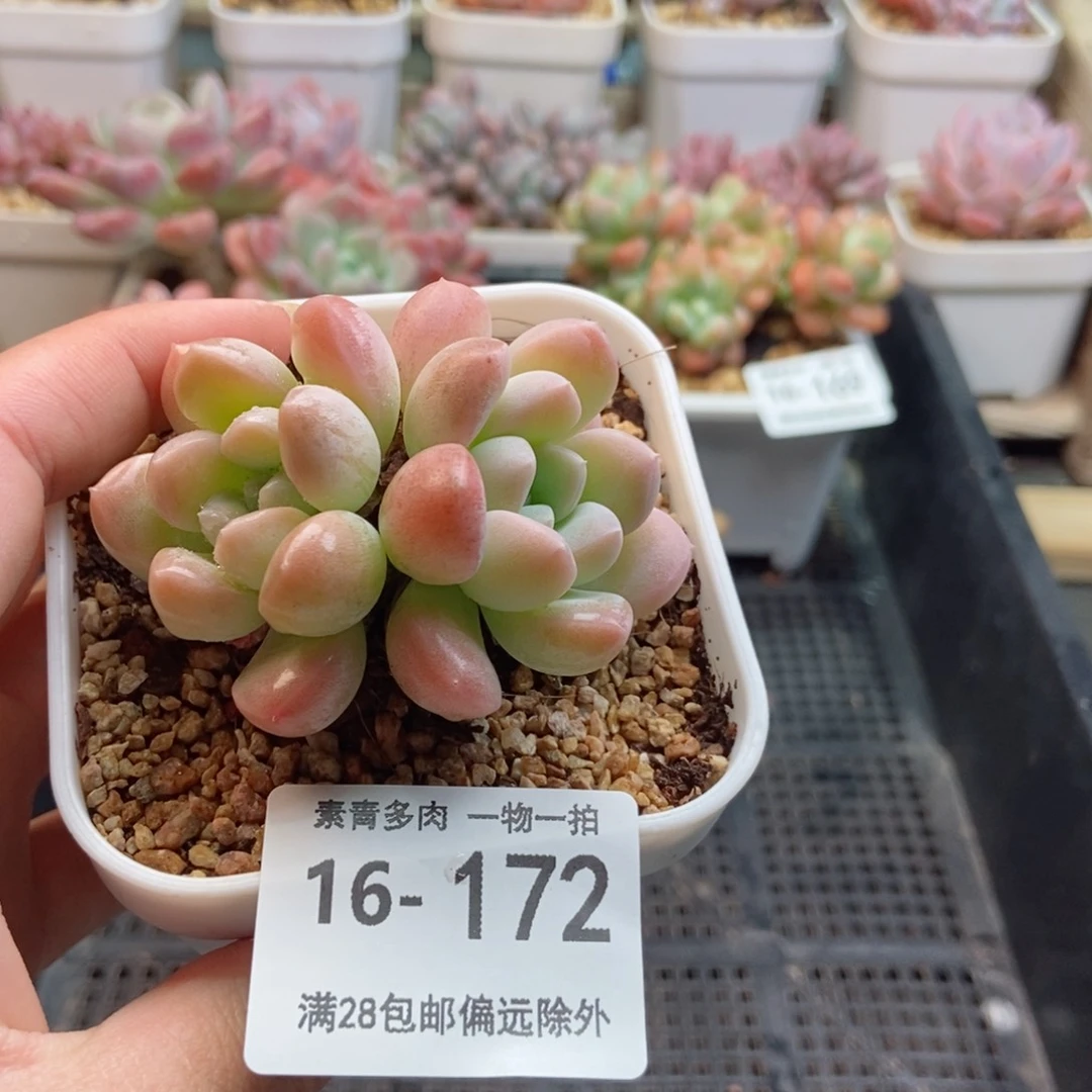 奶糖 一物一拍..