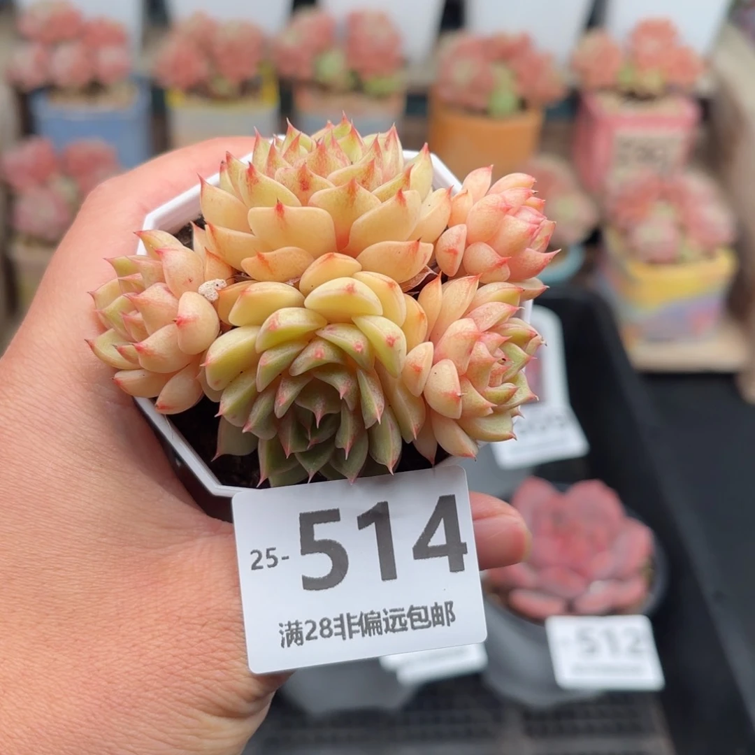 笨吧群 一物一拍