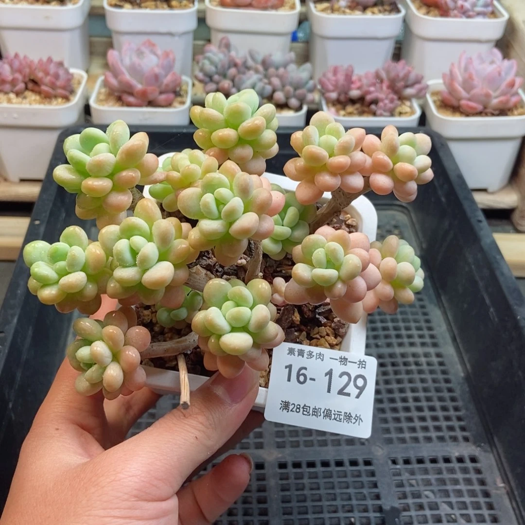 韩版洛可可 一物一拍