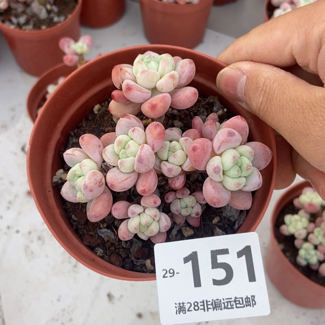 乌*子樱花罗琦 一物一拍