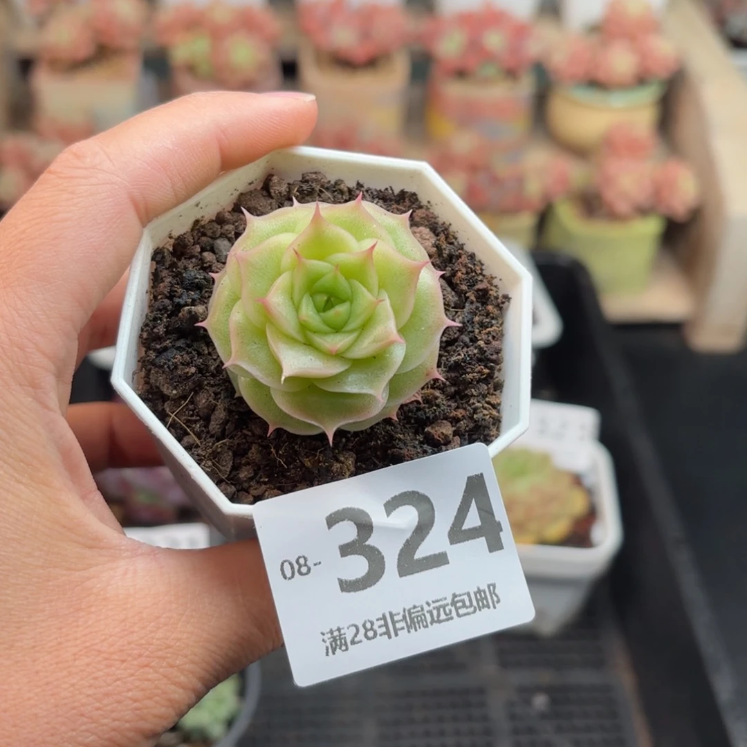 麦秆 一物一拍..