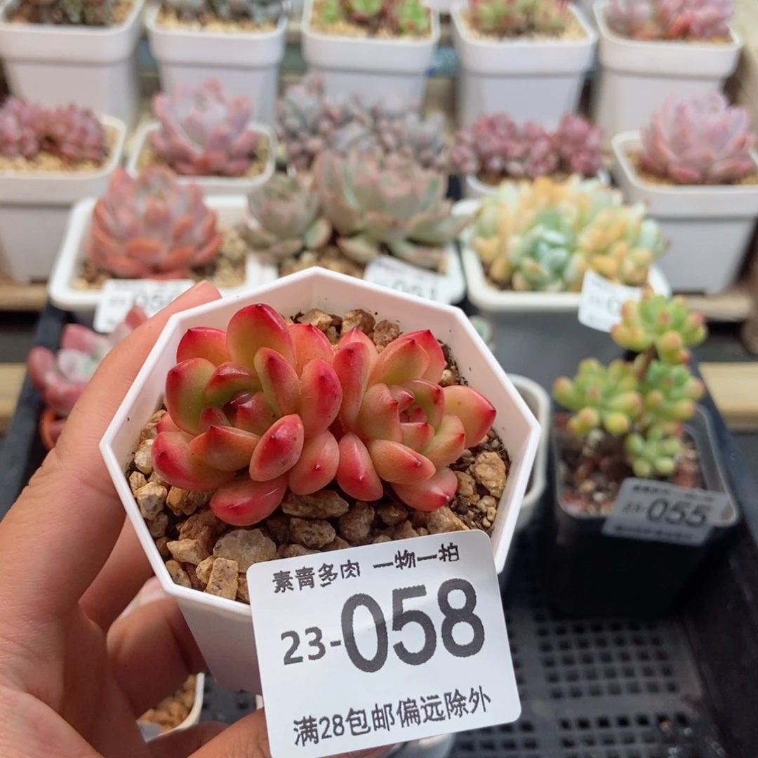 tm双头 一物一拍