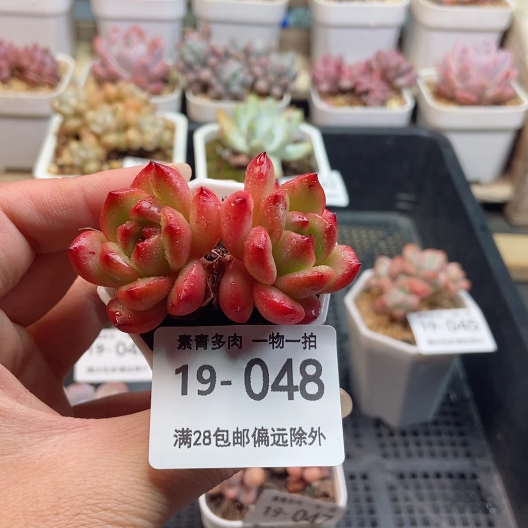 tm双头 一物一拍