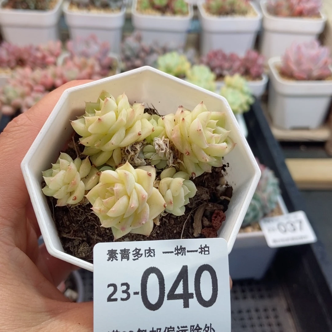 白天鹅 一物一拍