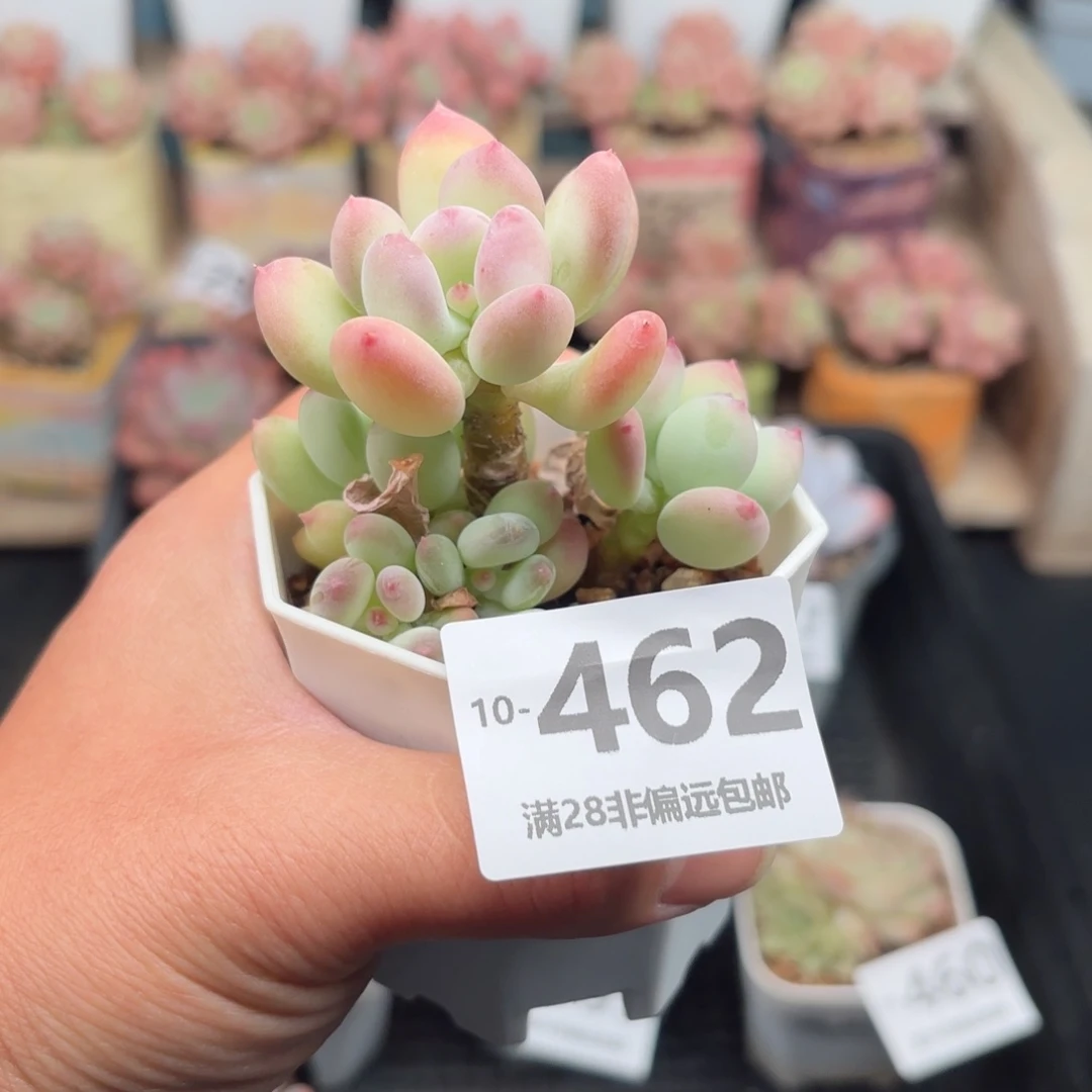 三日月 一物一拍