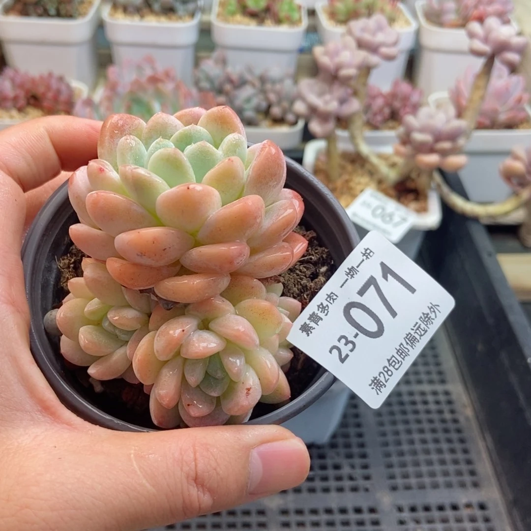 冰玉 一物一拍..