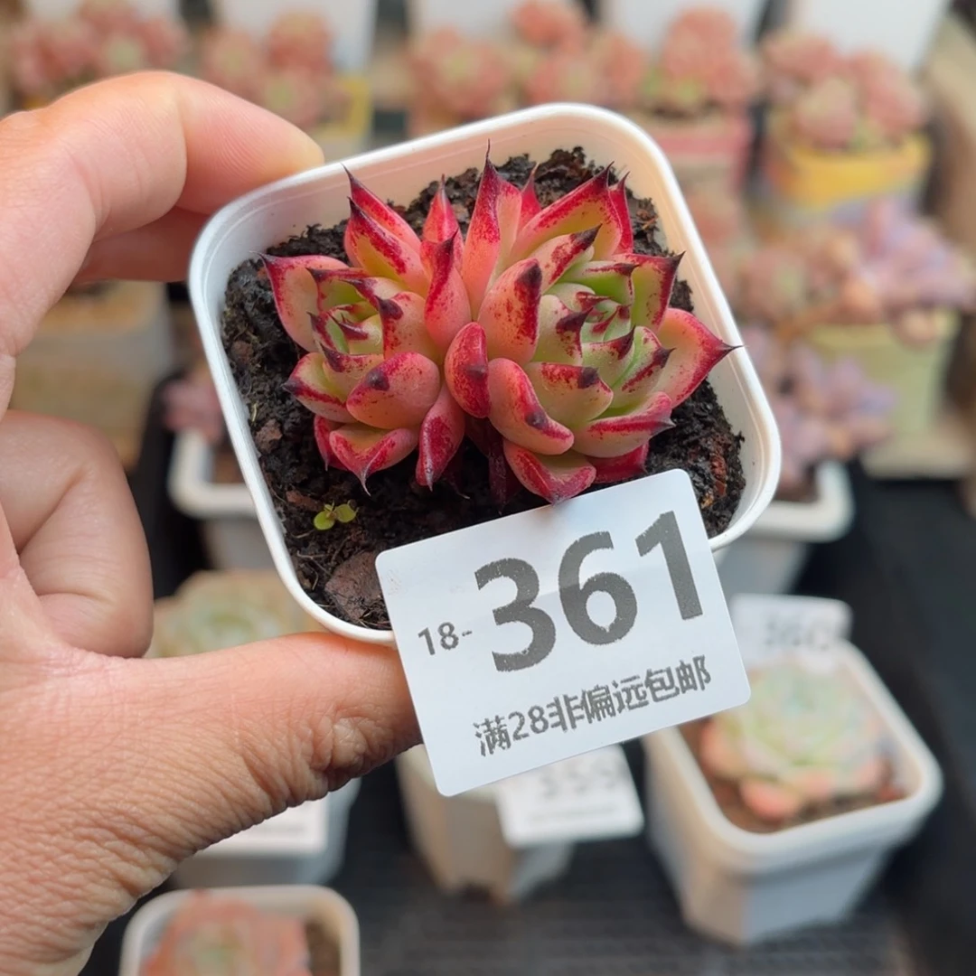 万圣夜 我也要拍