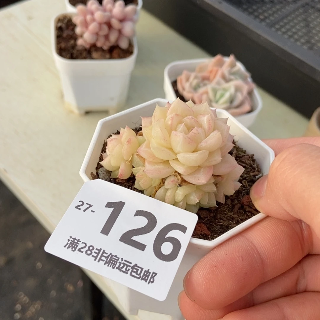 白天鹅 一物一拍