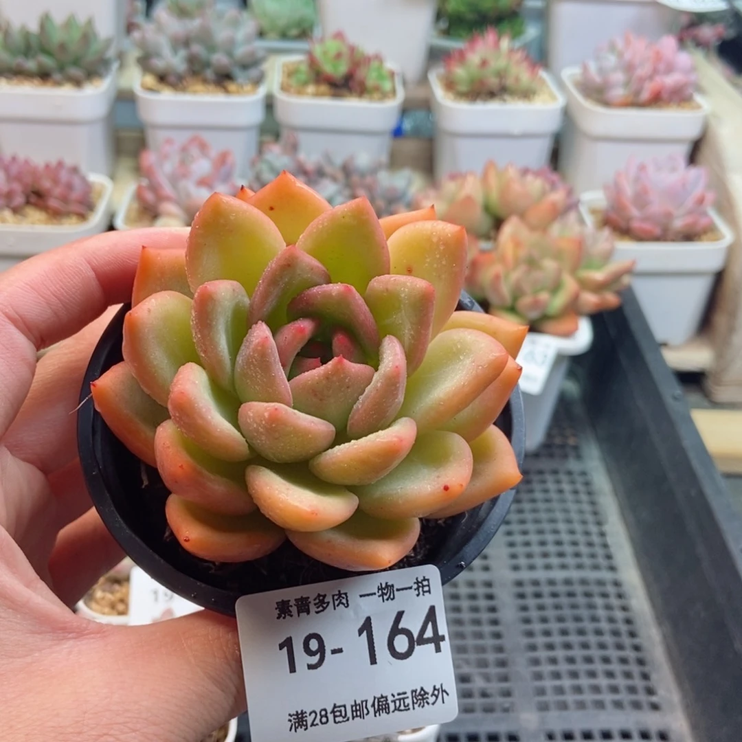 香槟 一物一拍..