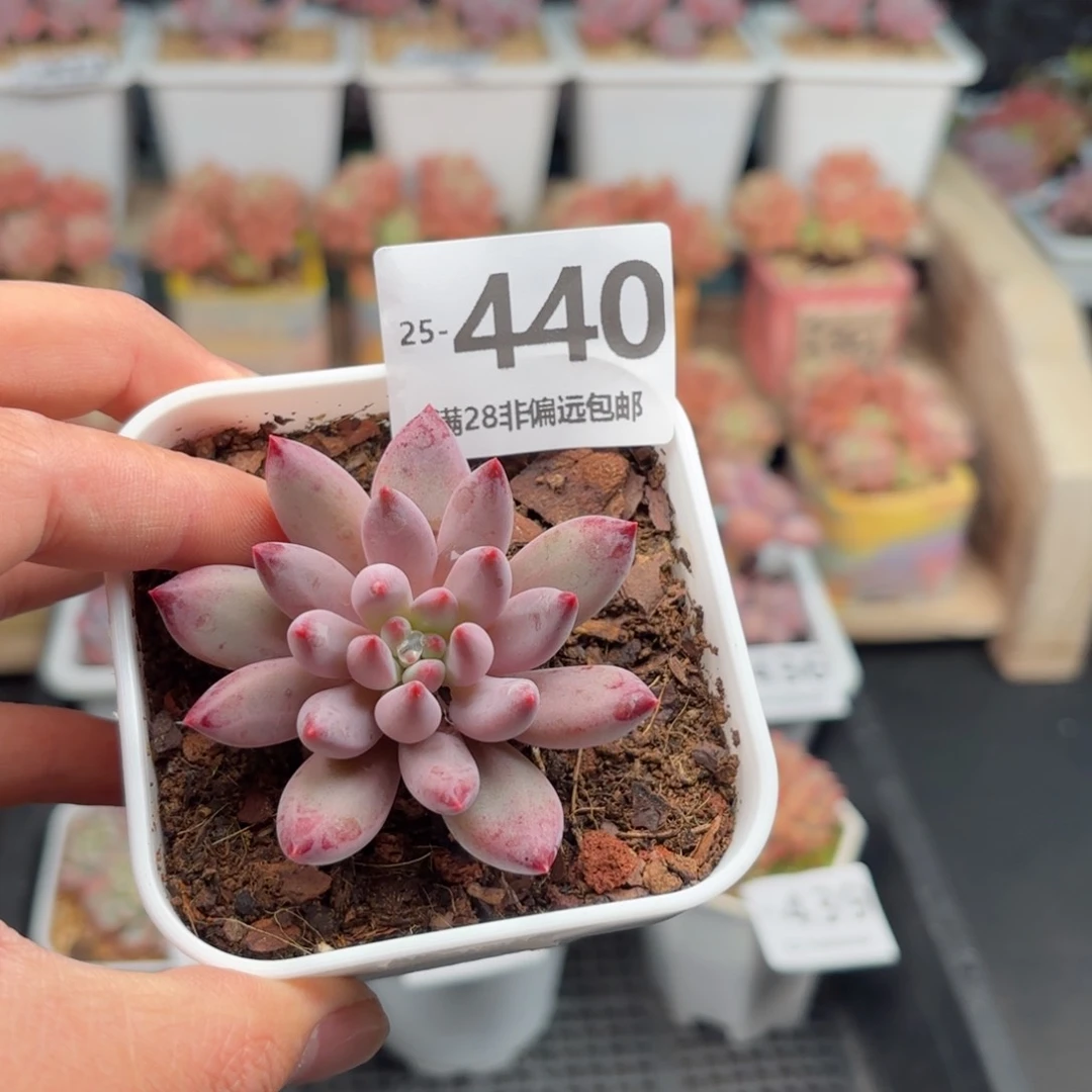 金鱼姬 一物一拍