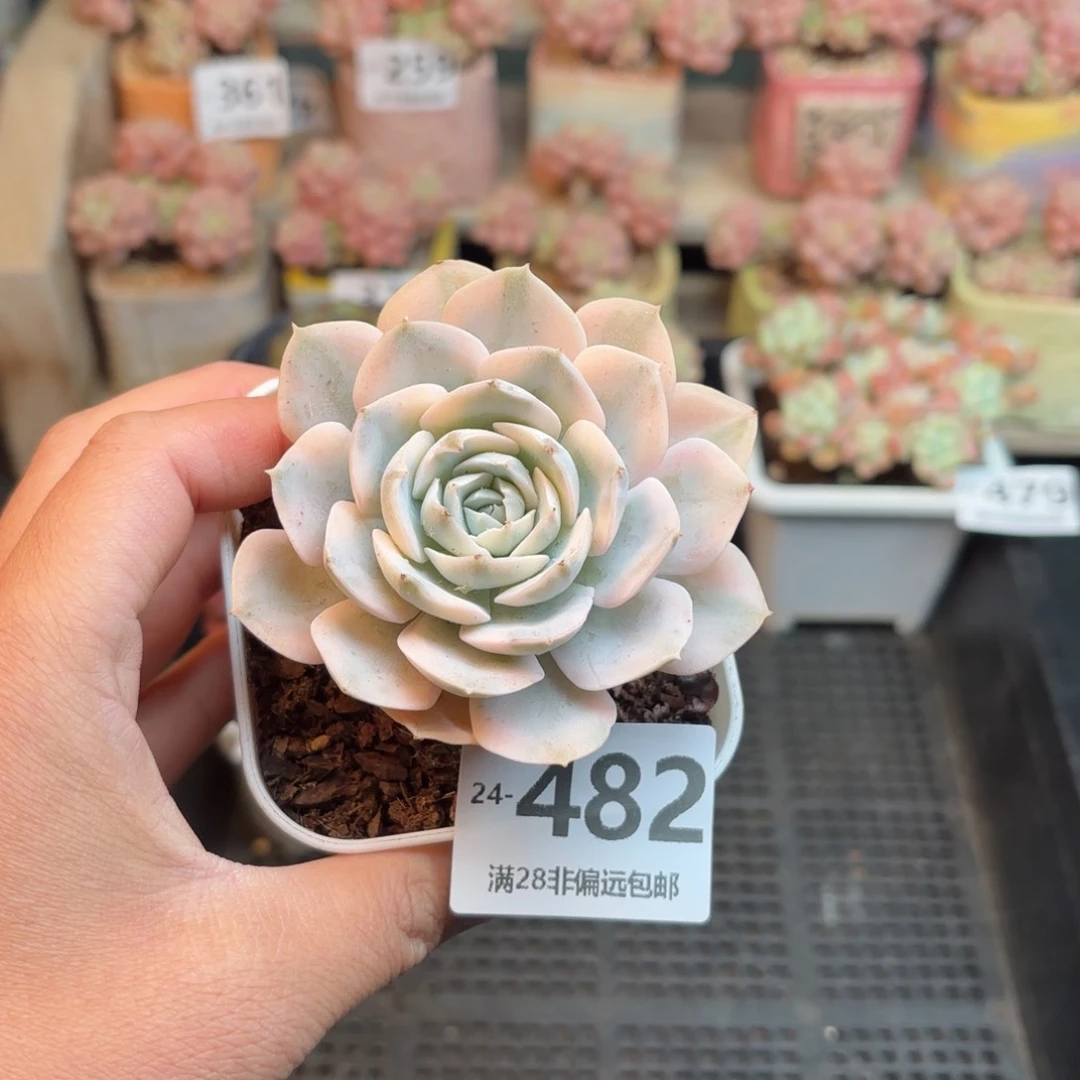 鲁氏锦 一物一拍