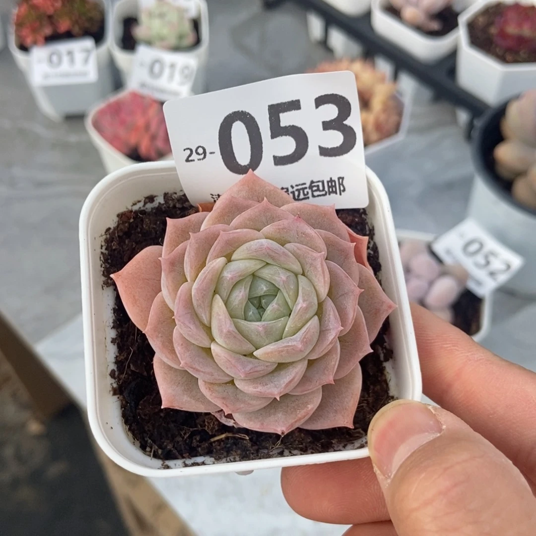 纯爱 一物一拍..