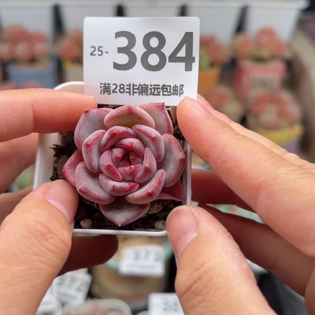 c****.文槿 一物一拍..