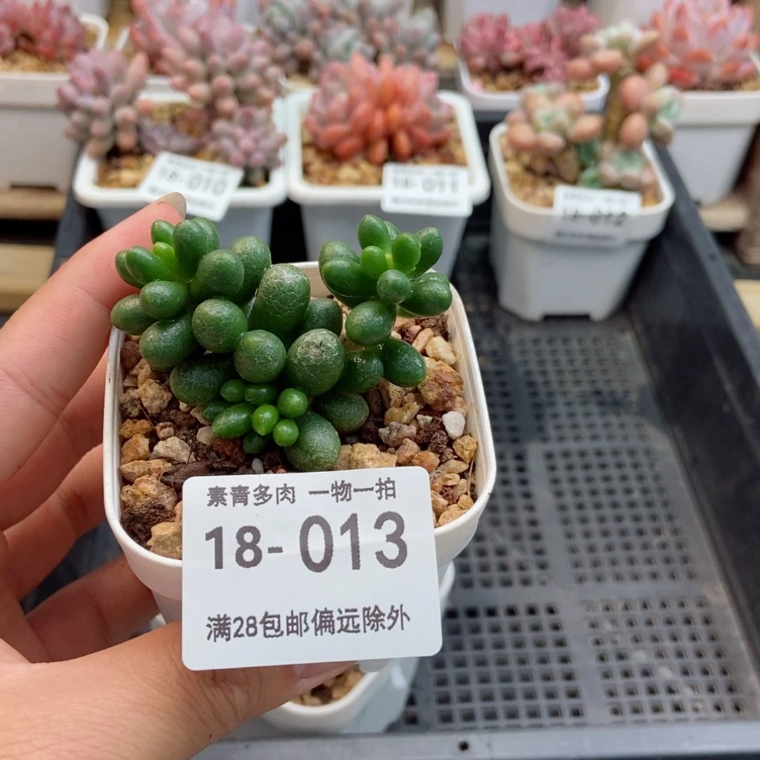绿龟卵 一物一拍