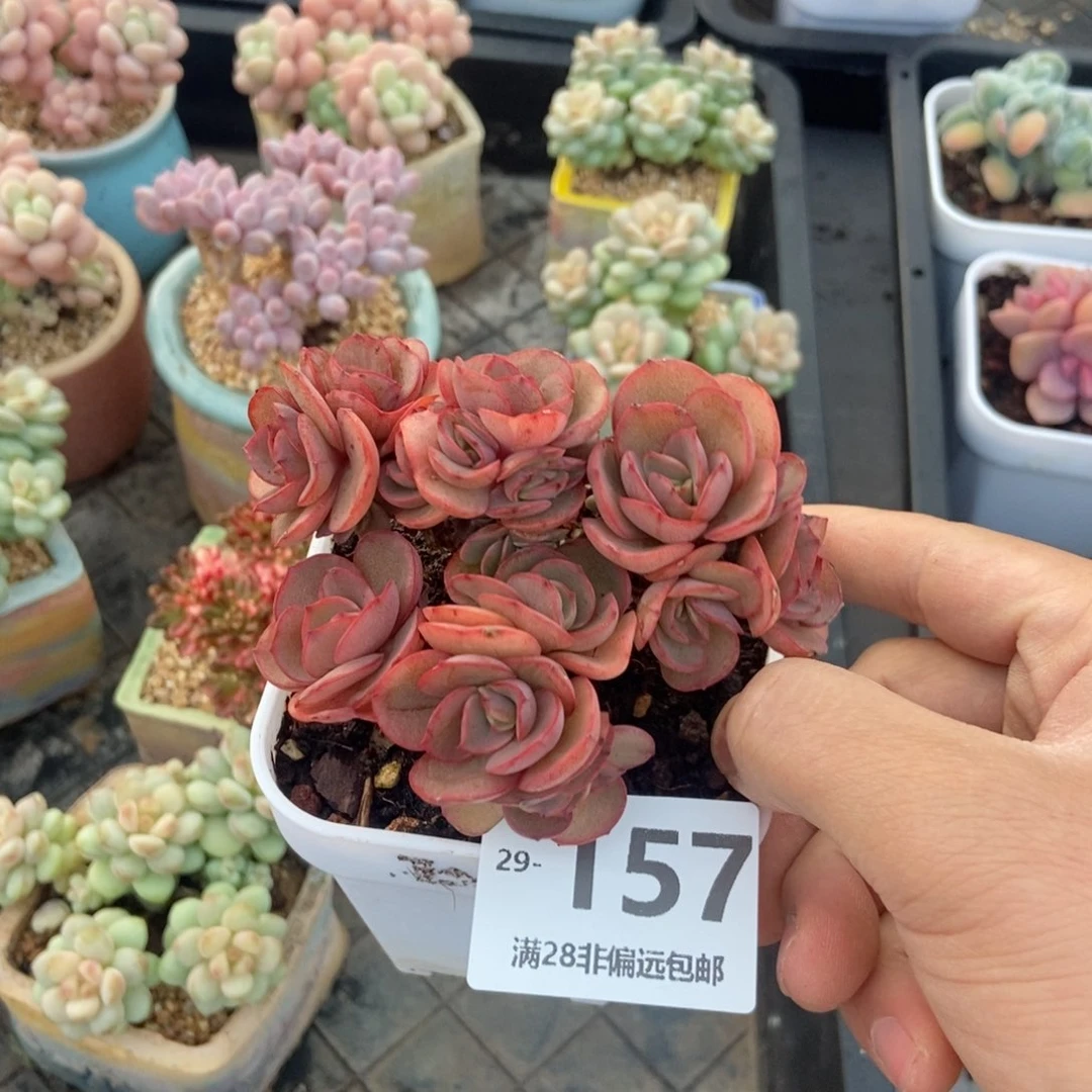 玫瑰秀妍 一物一拍