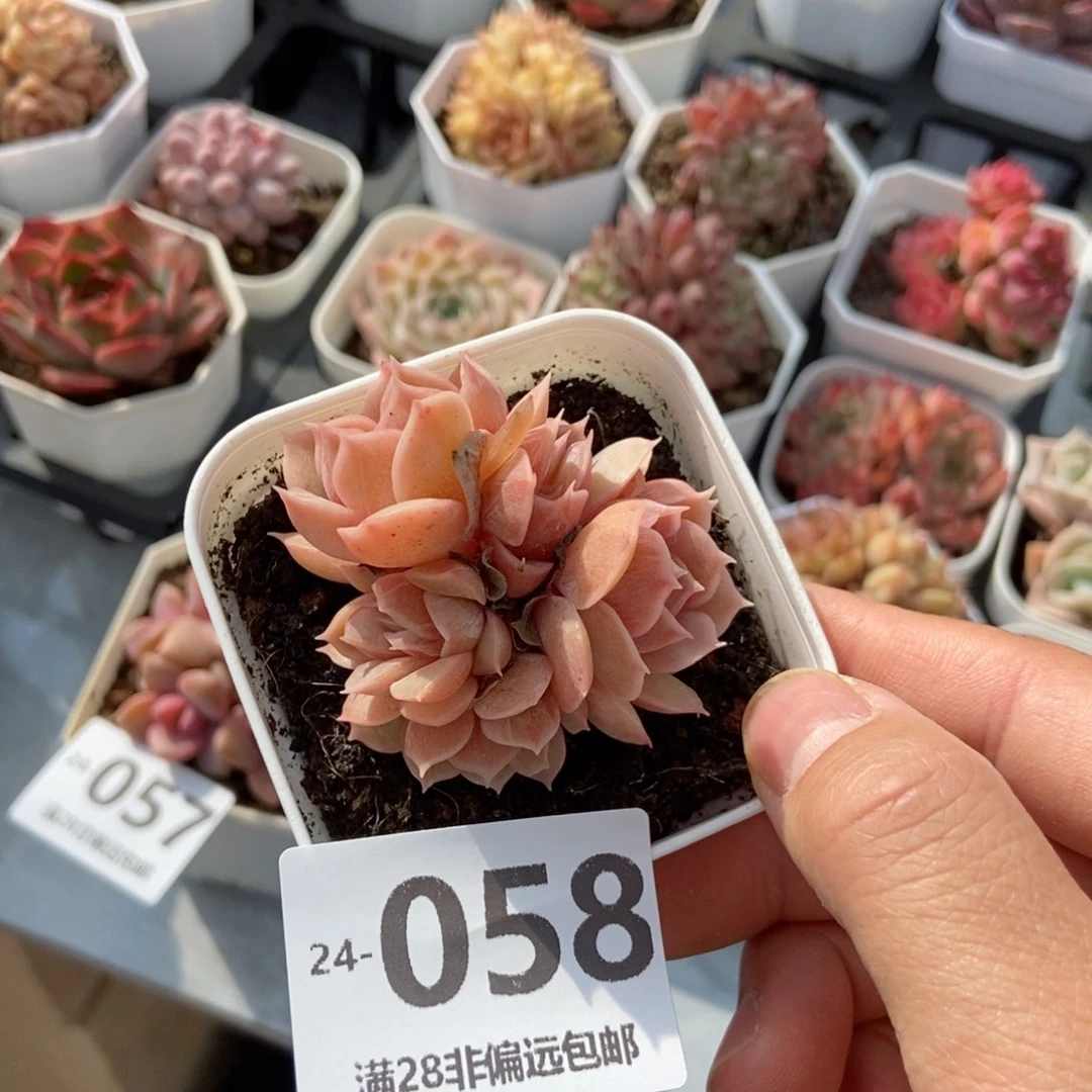 昂斯诺 一物一拍