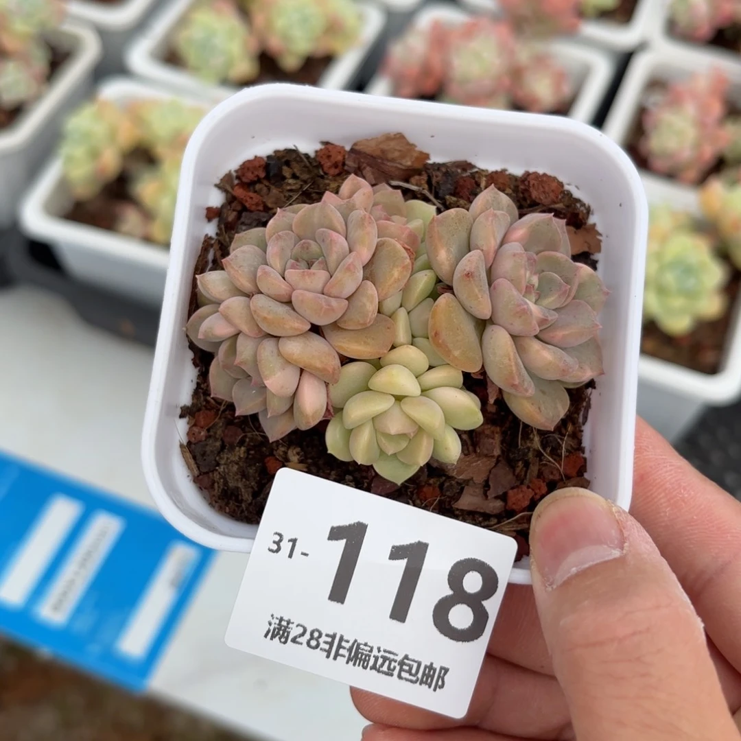 粉布偶 一物一拍