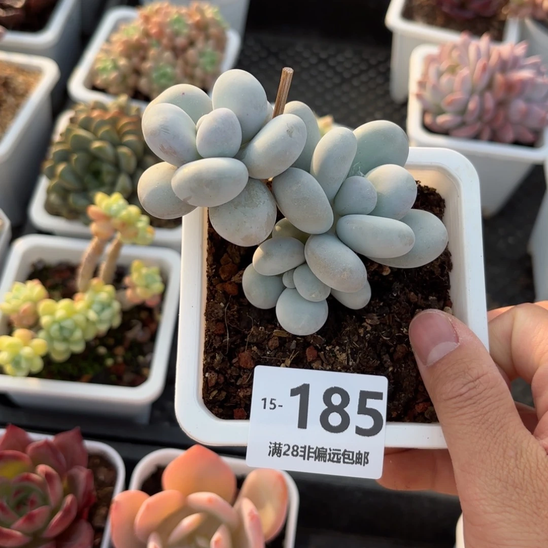 原始奶 一物一拍