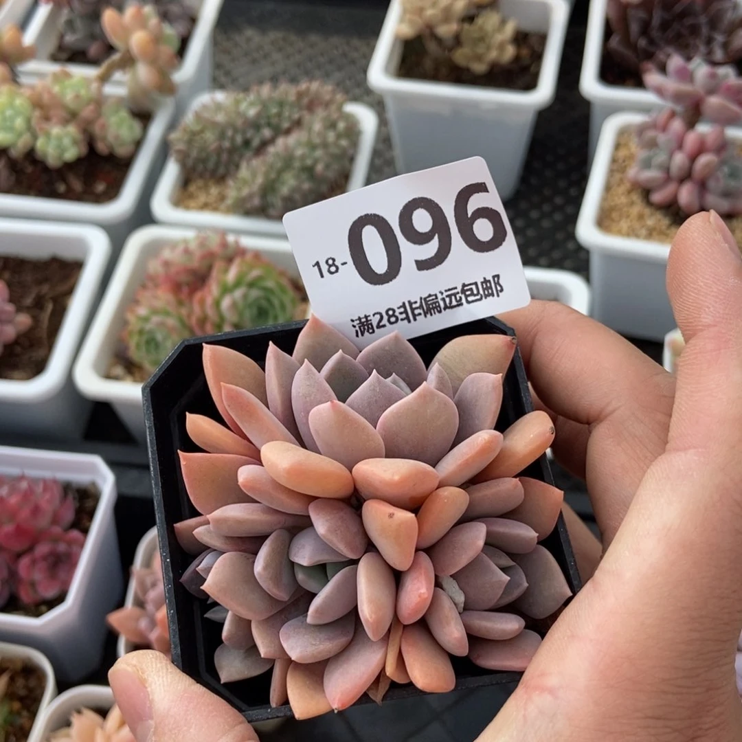 黛比群 一物一拍