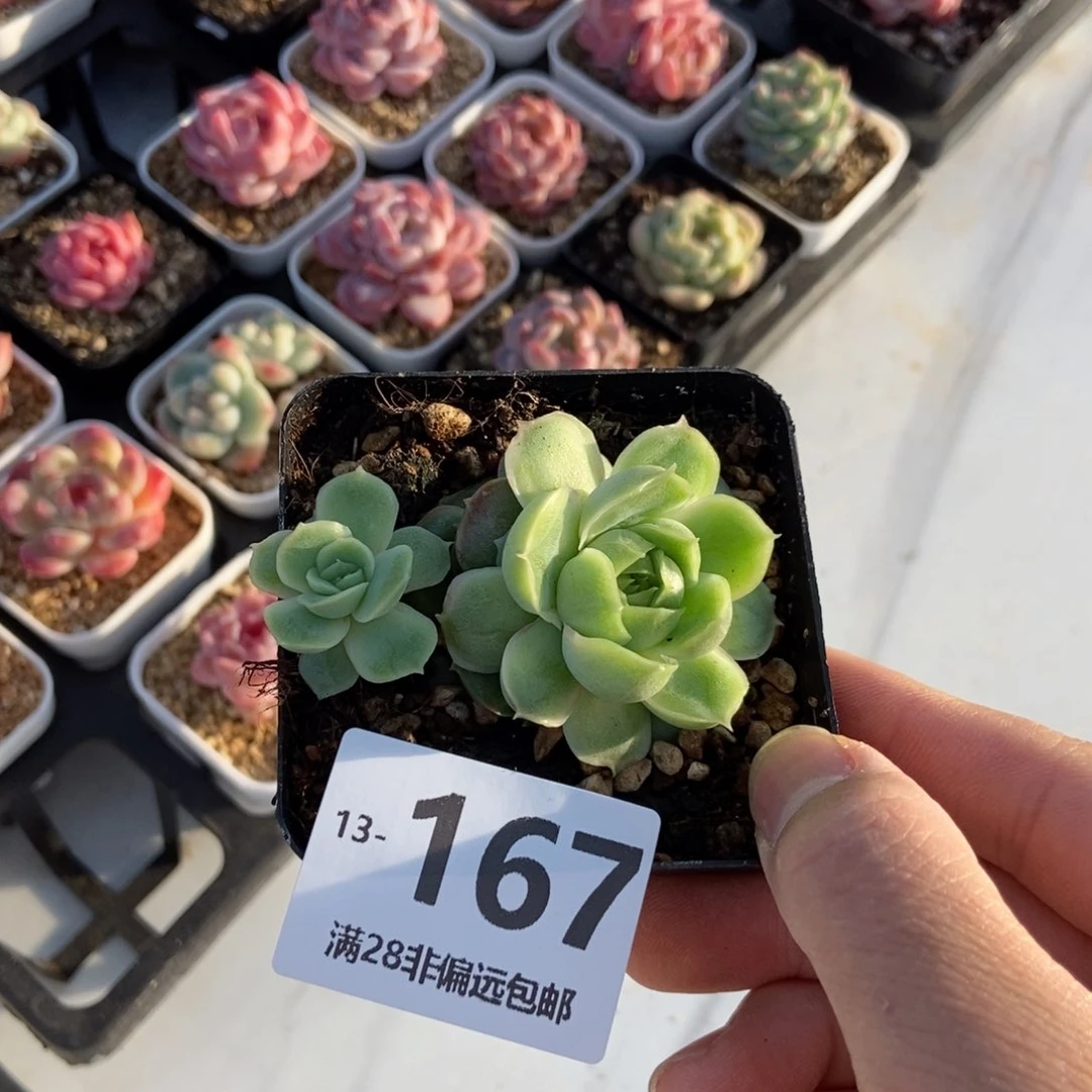 一****Y水晶虾饺 一物一拍