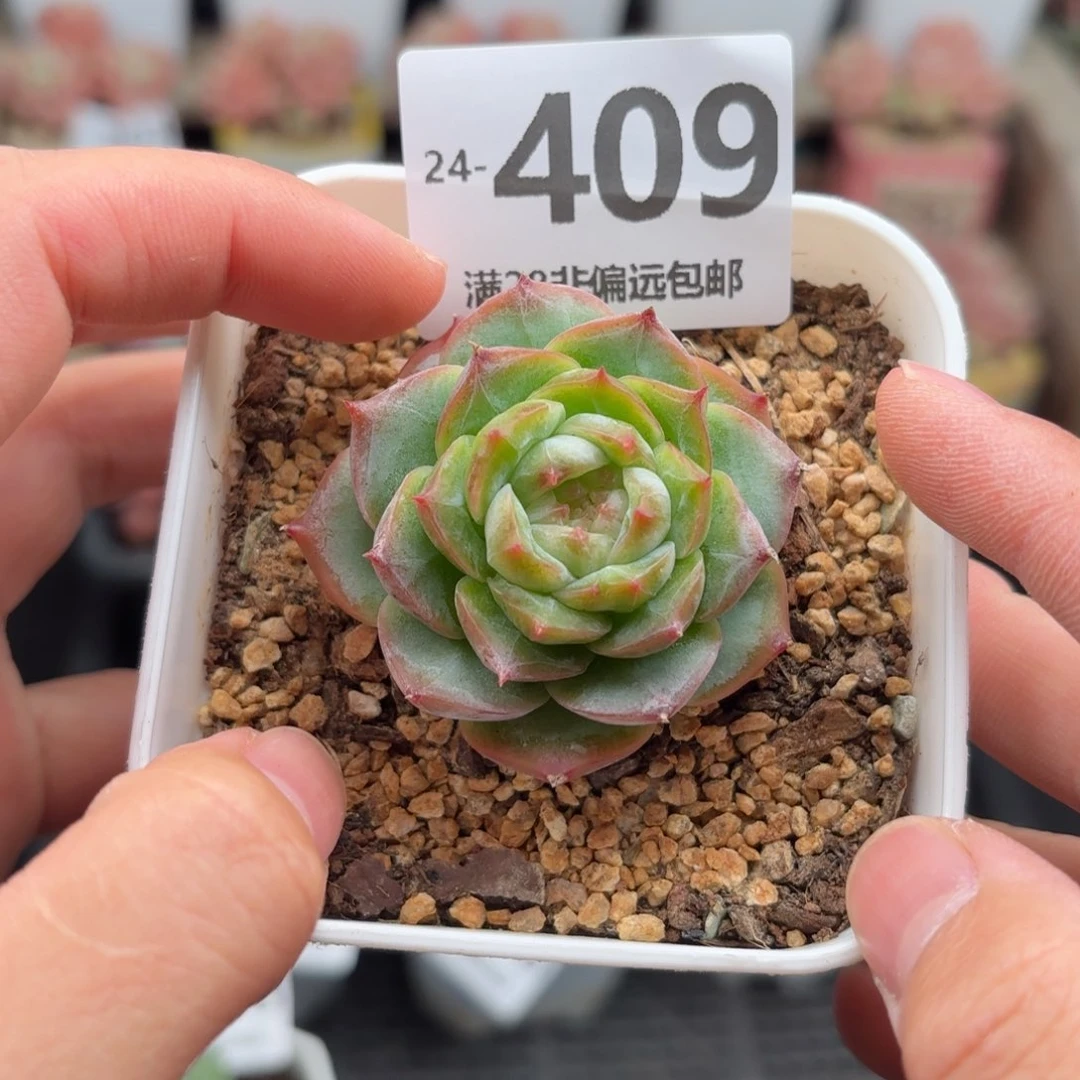 冻唇蜜 一物一拍