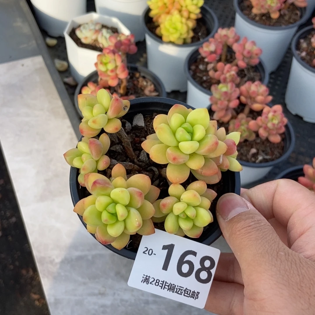 香格里拉 一物一拍