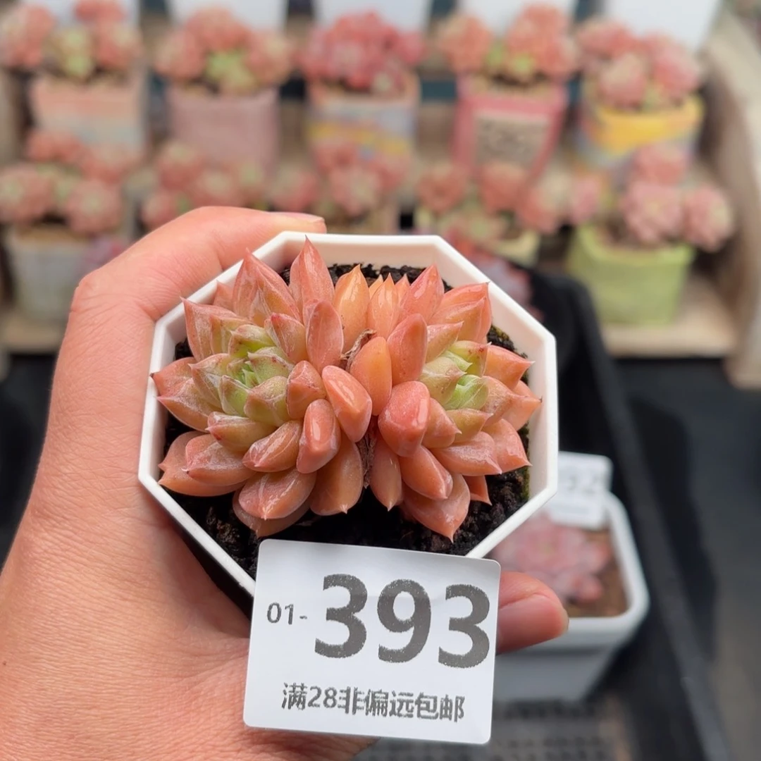 梦境 一物一拍..