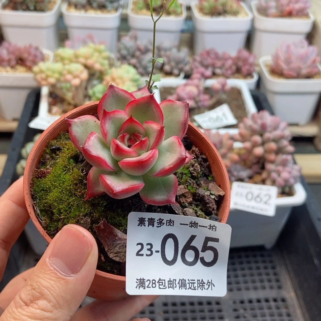钻石星辰 一物一拍