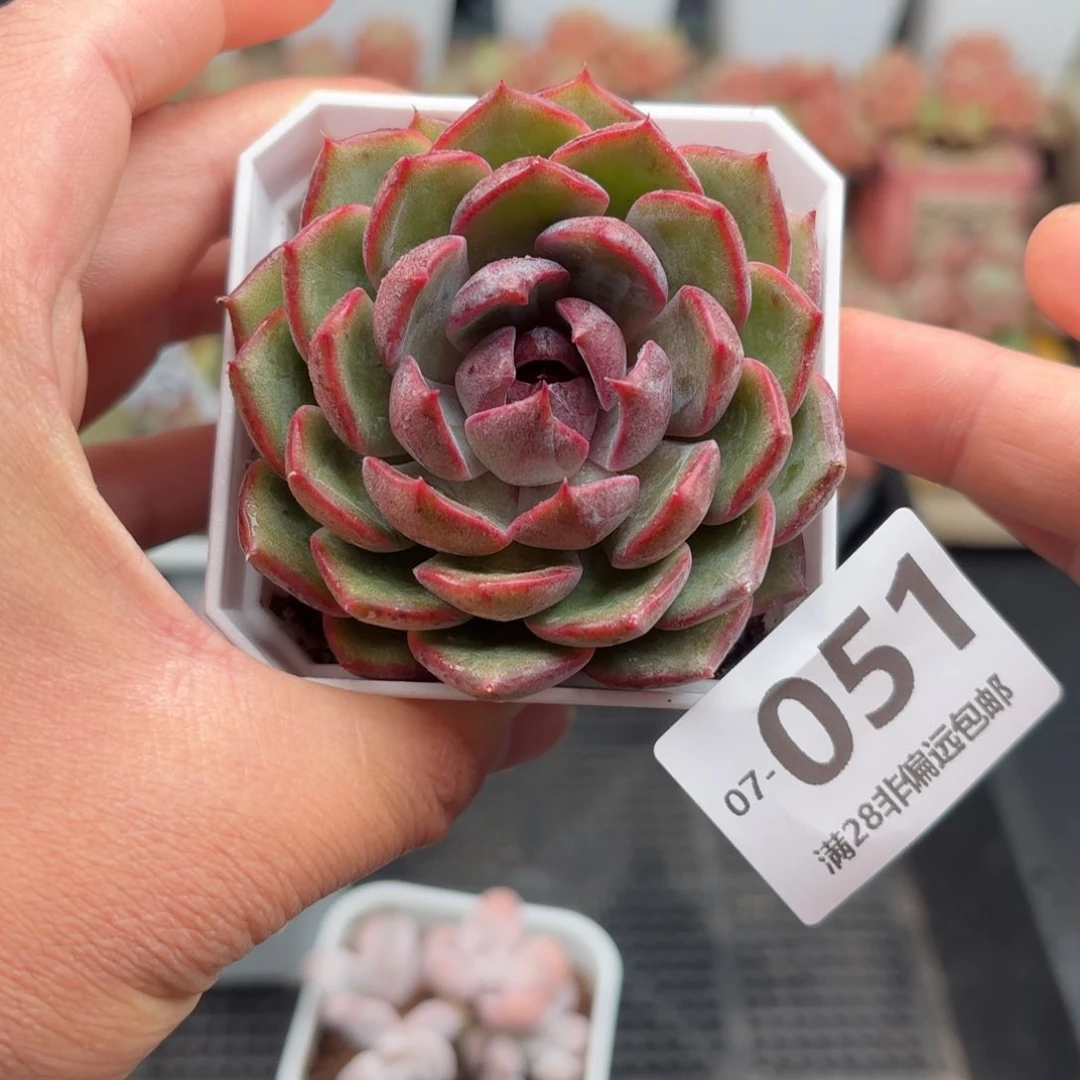 蓝莓 一物一拍..