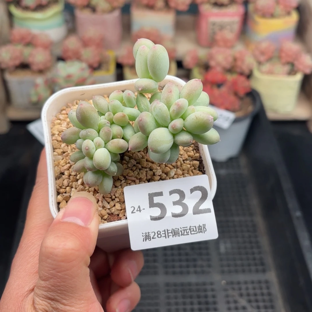 三日月美人缀化 一物一拍