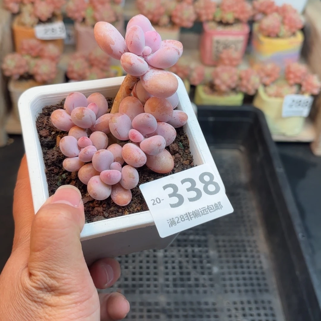 桃蛋群 一物一拍