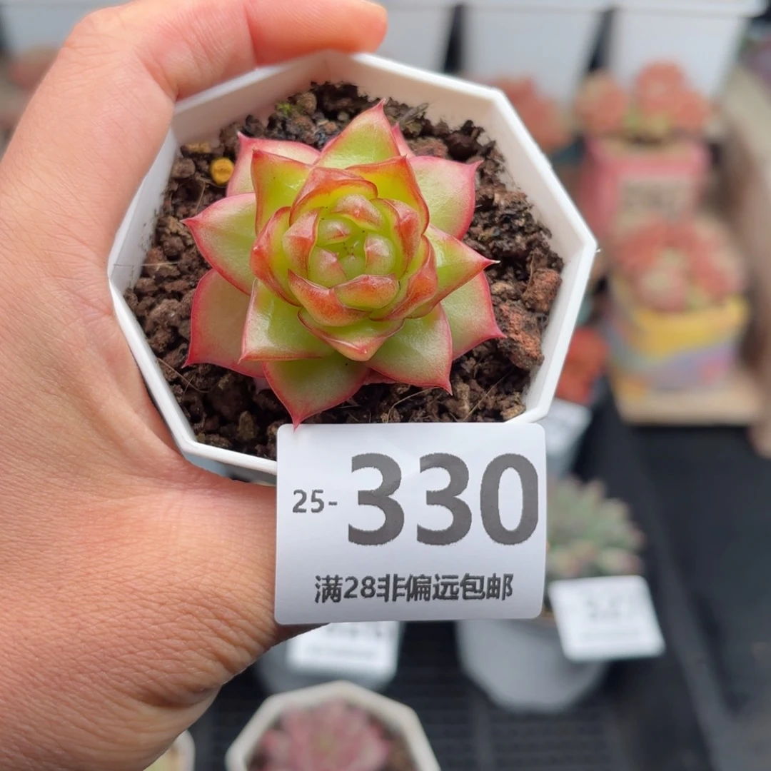 果漾 一物一拍..